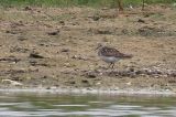 20150714_Bairds-Strandloper_Den Helder_1-sharpen-sharpen